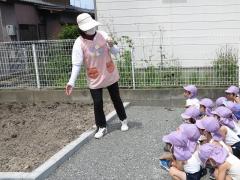 新しい畑に　苗を　植えよう